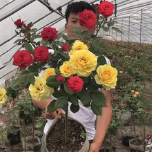 棒棒糖树桩月季花苗特大花朵花卉植物庭院玫瑰带花树状月季 多色1.5cm粗 不含盆