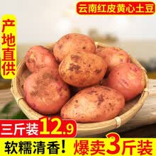 【云南红皮土豆】粉糯黄心小土豆 5/9斤农家自种新鲜蔬菜非富硒马铃薯洋芋 云南红皮土豆3斤