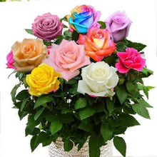 玫瑰花树苗红玫瑰大花 蓝色妖姬 花卉树苗盆栽牡丹百合蔷薇月季花苗 t3 嫁接多色5号 不含盆