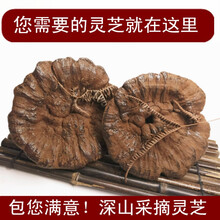 500克1斤装精品 粤北韶关紫灵芝整枝灵芝林芝超厚孢子粉灵芝 