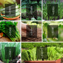 墨斗鱼 菠菜种子四季播种阳台种植农家庭院盆栽生菜菠菜韭菜香菜非转基因 家庭阳台园艺种籽0933