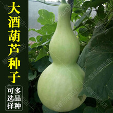 黎昕  手捻葫芦种子文玩葫芦种子盆栽庭院春季夏季观赏大小葫芦 巨型葫芦10粒(种植说明)