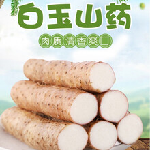5斤新鲜白玉山药山东潍坊脆山药 新鲜蔬菜现挖现发无膨大剂 2500g
