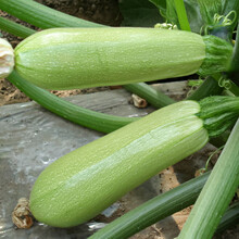 寿禾 西葫芦种子秧苗种苗寿光蔬菜种孑菜瓜小瓜翠宝菜籽翠绿 高产春夏季播种阳台庭院盆栽苗种苗种苗种籽 翠宝F1【更耐热】 20粒原装