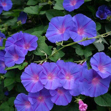 多瑙梦英国牵牛花丰花爬藤喇叭花苗宿根多年生植物耐寒耐热四季开花机器