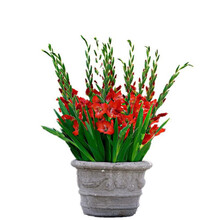 千帆亭 水仙种球 漳州水仙花 风信子 百合种球郁金香彼岸花铃兰马蹄兰香雪兰年宵花卉四季可种可水培土 剑兰种球2个