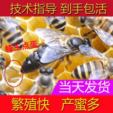 蜂王活体开产王种王中蜂蜂王蜜蜂活产卵王种中蜂王王 阿坝王15天内新王产王