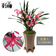 劉閣蘭花 刘阁兰花南靖 建兰红美人 紫霞仙女 浓香兰花苗 夏带花苞出售办公室桌面花卉绿植盆栽 5苗非连体（3+2）