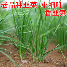 纳格兰香韭菜种子 原生态农家小细叶韭菜多年生阳台盆栽四季种蔬菜籽 原装10克X2包