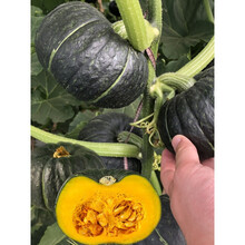 金枝恋  日本贝贝南瓜种子苗板栗味迷你绿贝贝小南瓜种孑春秋蔬菜南瓜种籽 绿贝贝南瓜苗12棵