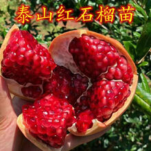 正宗泰山红石榴树苗泰山大红石榴苗南方北方地栽当年结果石榴苗 3年苗