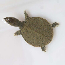 甲鱼苗中华鳖苗小甲鱼活体王八团鱼苗家养外塘养殖甲鱼饲料 6只苗加饲料  (公母对半)