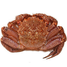 北海道红毛蟹冰鲜螃蟹海鲜毛蟹现货蟹上海闪送 冰鲜 2.2斤