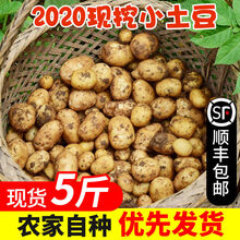 顺丰恩施小土豆新鲜黄皮黄心农家自种蔬菜马铃薯洋芋 5斤装新鲜土豆 好果精品装