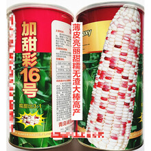 中茂加甜彩16号玉米种子薄皮亮丽甜糯无渣大棒高产农家春秋播精选 中茂加甜彩16号原装500克x5罐