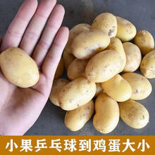 新鲜土豆黄心土豆洋芋新土豆新鲜土豆土豆现挖 5斤小果