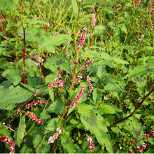 中药材辣蓼草辣了辣蓼辣马蓼辣廖草水辣蓼水蓼草养生草药农产品 全草生品1斤