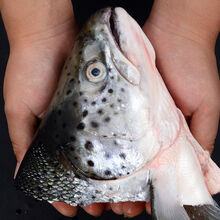 三文鱼头鱼头超大冰鲜海鲜水产鲜活烧烤炖汤食材鱼头 2只尝鲜装 单只400-500克