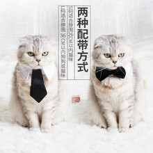 吉仔仔宠物领结领带  猫咪可爱优雅风领结 狗狗绅士蝴蝶结领带服饰品 B0145套装(白圈+领结+领带)黑色 S(10斤内猫)