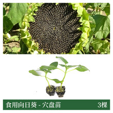 向日葵苗 商品搜索 京东