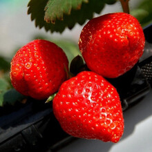 纳格兰种子 盆栽  种子室内阳台盆栽水果蔬菜种籽易成活苗花卉种子 奶油300粒+盆土