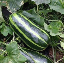 纳格兰甜瓜种子早熟三叶酥花皮脆瓜甜瓜种籽四季菜瓜春季蔬菜种腌制菜籽 5包三叶酥菜瓜种子原装