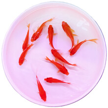 黄金锦鲤鱼观赏鱼冷水鱼金鱼活体黄鲤鱼招财鱼风水鱼黄金龙凤锦鲤 红草金8-10厘米3条