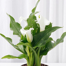 现货荷兰进口彩色马蹄莲种球大球彩马种球多年生盆栽球根马蹄莲花 纯洁 12+