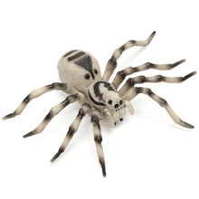 玛奇乐（MECHILE）仿真昆虫模型儿童动物玩具蝴蝶蜜蜂蜘蛛蚱蜢螳螂七星瓢虫蜻蜓蟋蟀儿童礼物 狼蛛