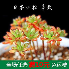 新款 多肉植物组合盆栽 肉肉大株绿植花卉室内含盆带土 酒红色 日本小松3-5公分 1-2CM