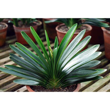 四季易种绿植花卉盆栽君子兰花种子圆头和尚大花君子兰种子5粒装 (代号jz 10)5粒送催芽剂