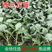 西兰花种子青花椰菜籽秋炎秀西兰花高产花菜西蓝撒利奥55耐寒 西兰花苗18棵Y