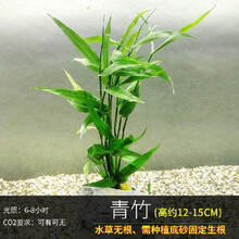 鱼缸懒人水草植物活体淡水有茎草缸造景水族箱中后景水草套餐 青竹2杯(+水草沉底杯)