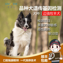 希诺谷狗狗泰迪金毛哈士奇等品种遗传病基因检测 边境牧羊犬