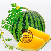 黄皮黄瓤心肉礼品西瓜种子种籽甜王麒麟8424高产四季特大巨型懒汉 绿皮黄壤大田专用150粒
