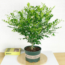 九里香盆栽老桩浓香型花卉七里香室内植物四季防虫驱蚊绿植花卉盆栽 6年苗浓香型(带花苞发) 加仑盆