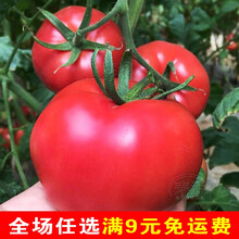 马蹄番茄种孑种子苗大西红柿种籽潮汕老品种四季春季蔬菜阳台盆栽 石盾红番茄种30粒