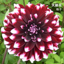 纳格兰球根花卉大丽菊花地瓜花大丽花种球庭院种植盆栽植物 格子【种球】