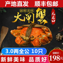 【活蟹】现货九龙口大闸蟹鲜活美味特大生态红膏全规格螃蟹春节过年送礼10只礼盒装 轻奢款 满膏：全公3.0 10只
