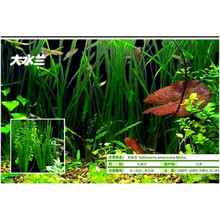 真水草大水兰小水兰扭兰龙舌兰赖养前后景新手鱼缸造景水韭菜 大水兰1包(10~15颗)