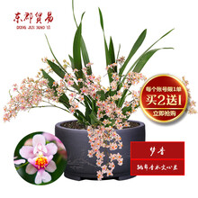 东郡贸易国兰 跳舞香水文心兰 梦香 冬带浓香味花苞 精品文心兰花苗室内好养鲜花卉盆栽办公室绿植物盆景 大盆开粉色花4-6苗，原培养基发货