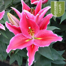 纳格兰百合花盆栽 香水百合花盆栽花卉观花植物室内花种子百合种球带芽大球 13马丁【3套装】盆土肥 其他