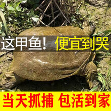 鲜美惊 大甲鱼活体黄沙鳖生态王八水产中华鳖鳖苗鲜活团鱼特产 2-1.5斤野塘甲鱼