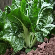红叶甜菜种子 红牛皮菜红根达菜蔬菜籽 耐寒 适应性强 农家四季播 根达菜 原装 5克