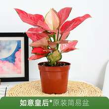 如意皇后盆栽小植物办公室内客厅吉祥喜庆花卉桌面水培绿植吉利红 吉利红【原装盆】 带盆栽好