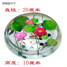 已开口碗莲种子水培植物阳台花卉水生水养睡莲花四季开花盆栽 开口碗莲种子30粒+1包肥 【8种颜色】