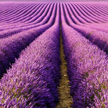 薰衣草种子四季易种薰衣草花种子普罗旺斯熏衣草种子花草香草种籽 英国玫瑰薰衣草1000粒+肥+赤霉素