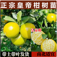 蓿蕾正宗德庆皇妃柑橘苗皇帝柑苗贡柑苗脱毒嫁接皇帝柑树苗橘子树苗 4年结果苗 30cm(含)-110cm(含)