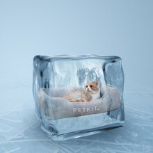 小佩四季窝猫窝狗窝春夏凉爽大小型犬泰迪四季通用可拆洗宠物清凉床垫 四季窝 M-外径65*52*19CM ( 20斤内宠物)