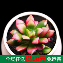 新款 多肉植物组合盆栽 肉肉大株绿植花卉室内含盆带土 深紫色 吹雪之松3-5公分 1-2CM